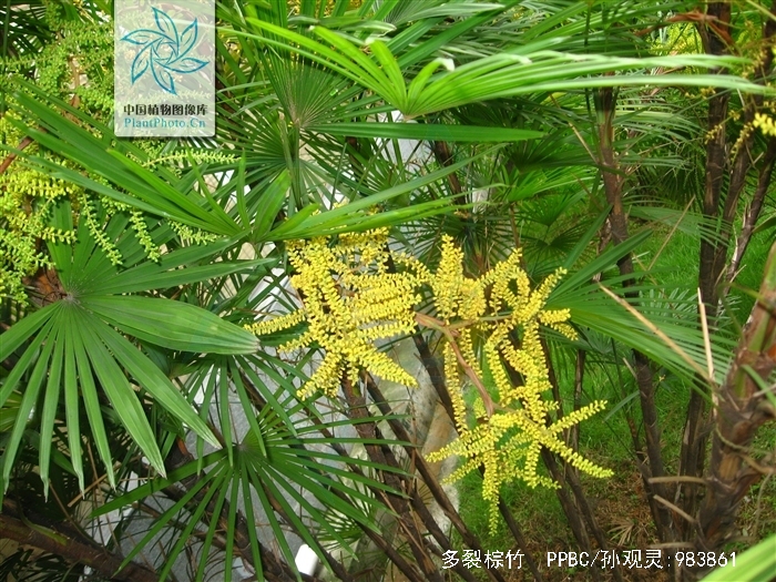  p>多裂棕竹(学名: i>rhapis multifida  /i>burret)是棕榈科,棕竹属