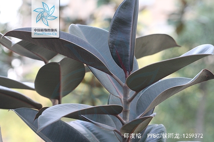  p>印度榕(学名: i>ficus elastica /i>  roxb. ex hornem.