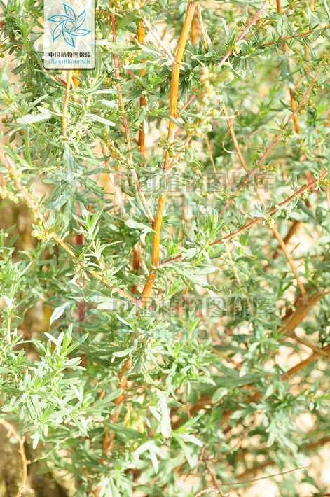 artemisia roxburghiana