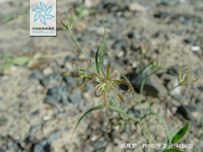  p>蝎尾菊(学名: i>koelpinia linearis /i> pall.