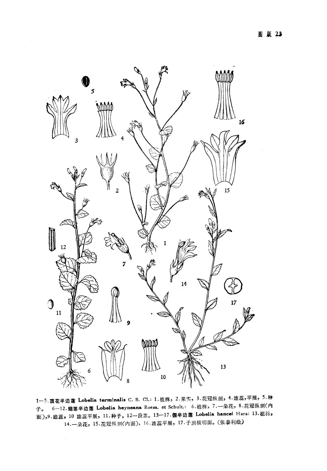 p>顶花半边莲(学名: i>lobelia terminalis c. b.