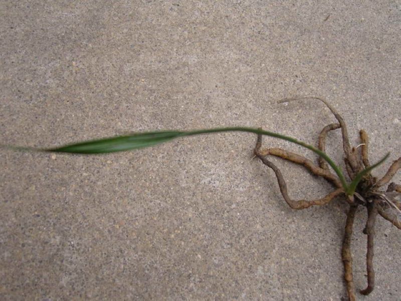 棒棒草
