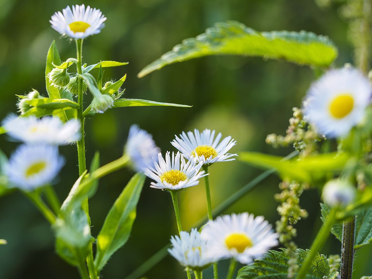  p>飞蓬(学名: i>erigeron acer /i> linn.