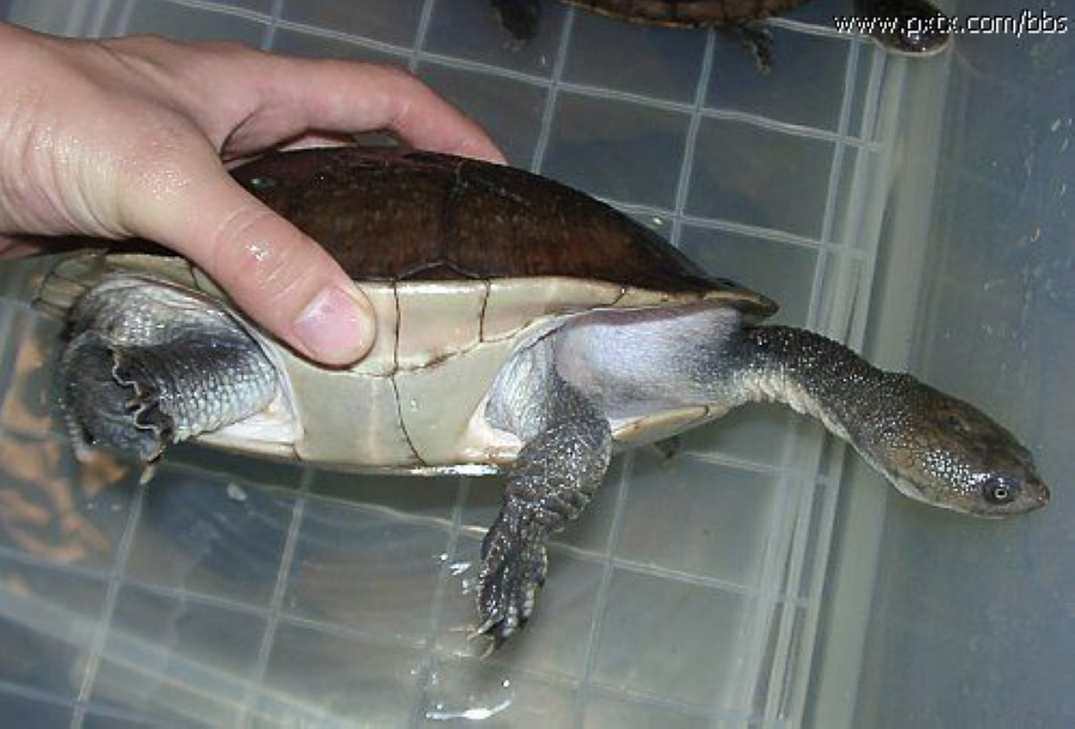 新几内亚长颈龟