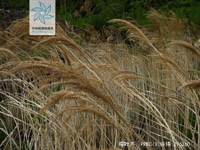  p>粽叶芦(种拉丁名:thysanolaena maxima (roxb.