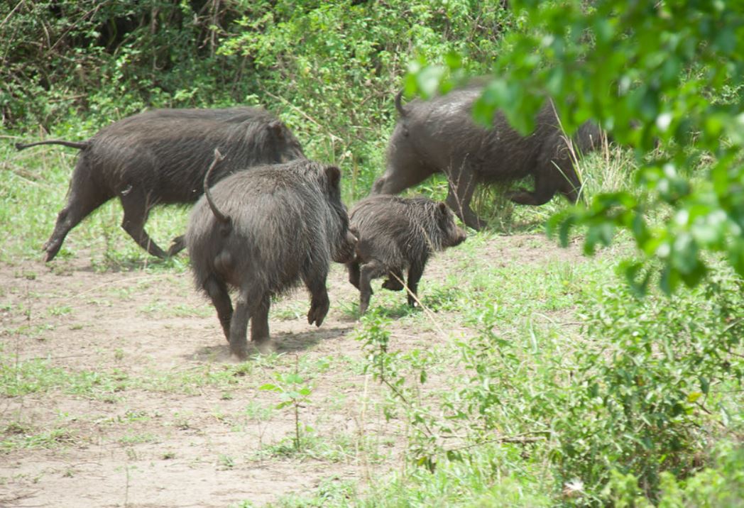  p>大林猪属(学名: i>hylochoerus /i>):是哺乳纲, a href="#" data