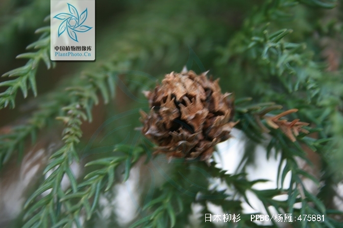  p>日本柳杉(拉丁学名: i>cryptomeria japonica  /i>(l. f.) d.