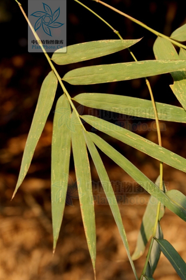  p> a href="#">藤枝竹 /a>, 禾本科,簕竹属.