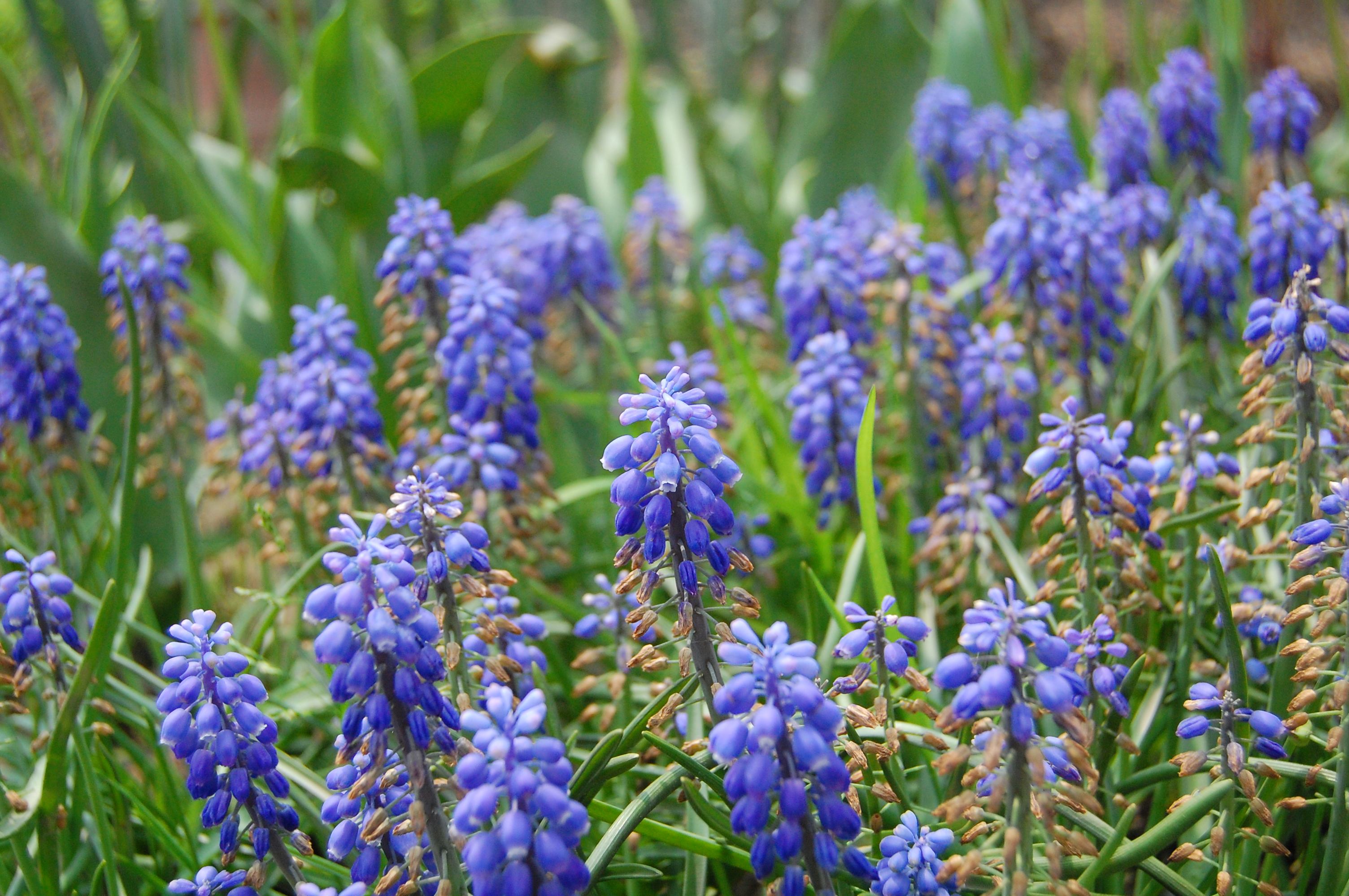 muscari botryoides mill