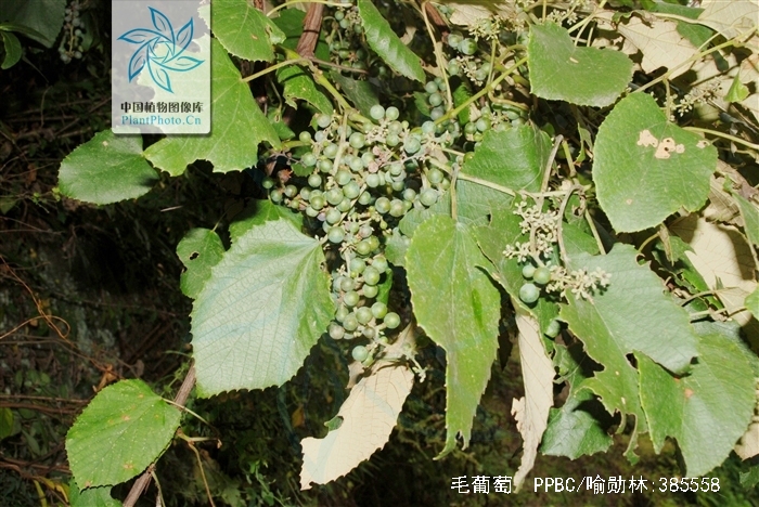 毛葡萄