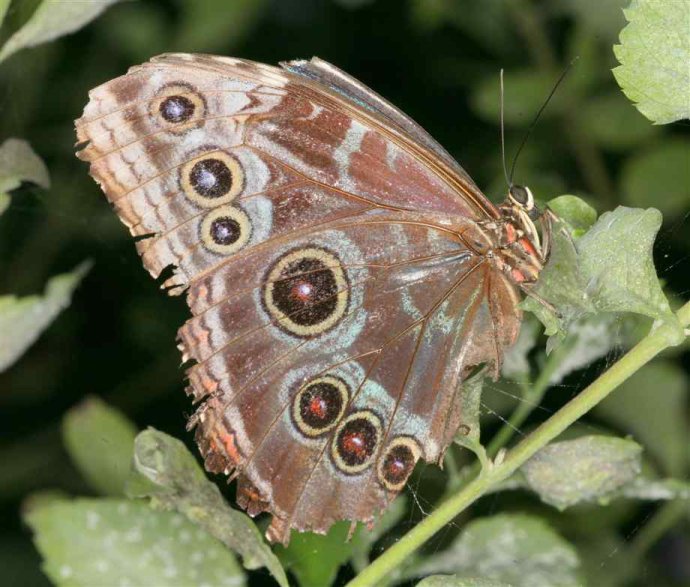  p>红带袖蝶 i>(学名:heliconius melpomene) /i>,又名红色邮差蝴蝶