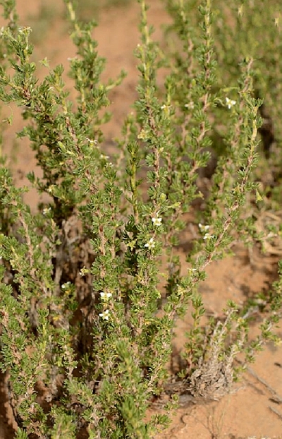  p>绵刺(学名: i>potaninia mongolica /i> maxim.