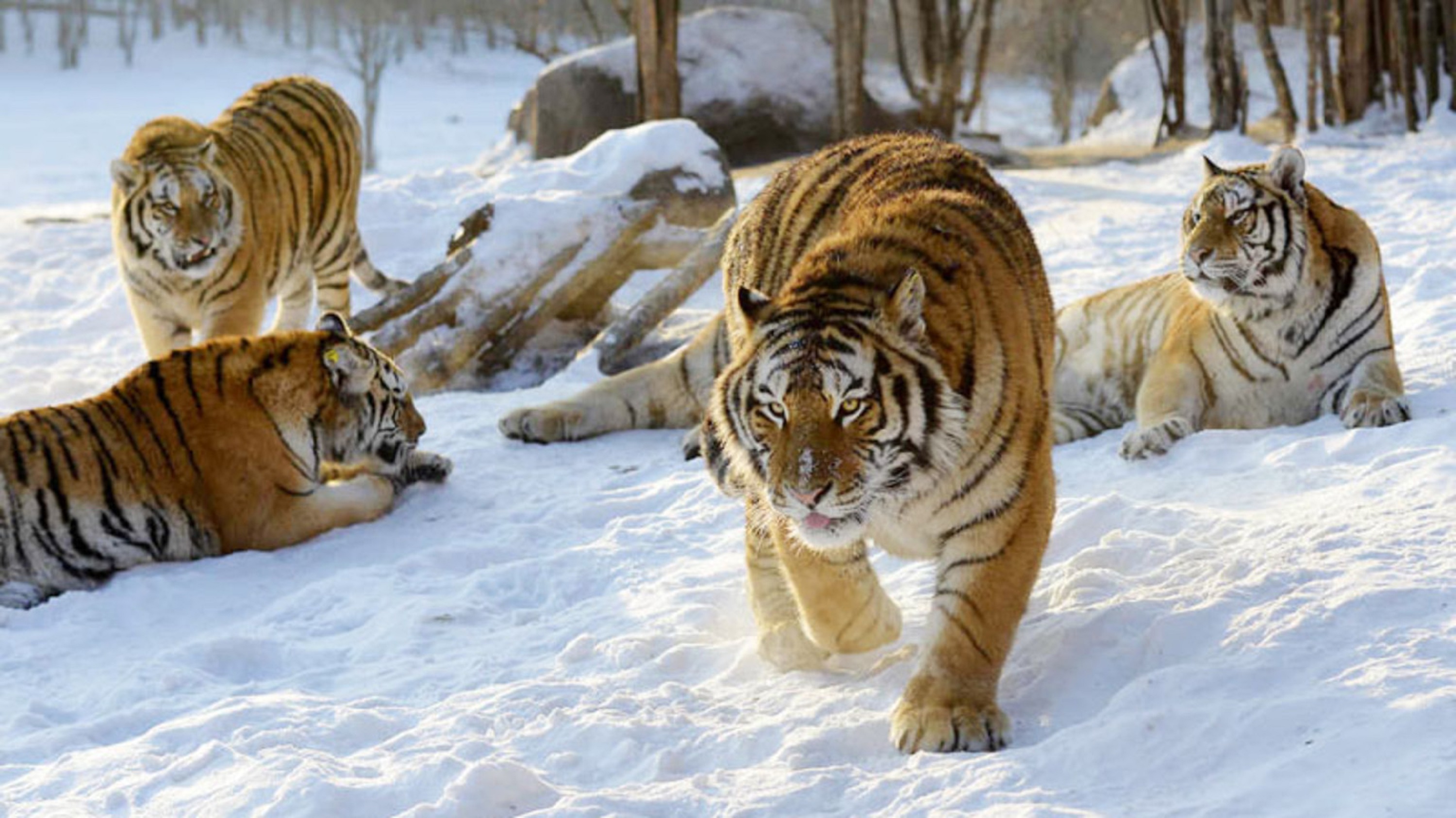  p>东北虎林园位于黑龙江省哈尔滨市松北区松花江北岸,占地面积144万