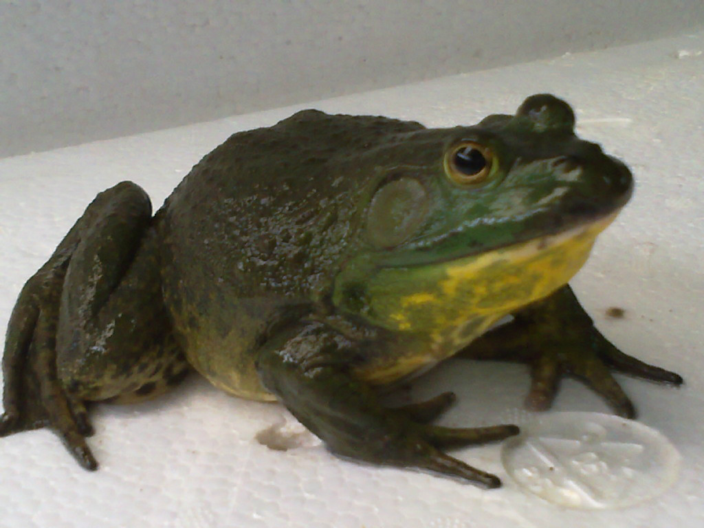  p>牛蛙( i>rana catesbiana  /i>shaw)属于 a target="_blank" href=