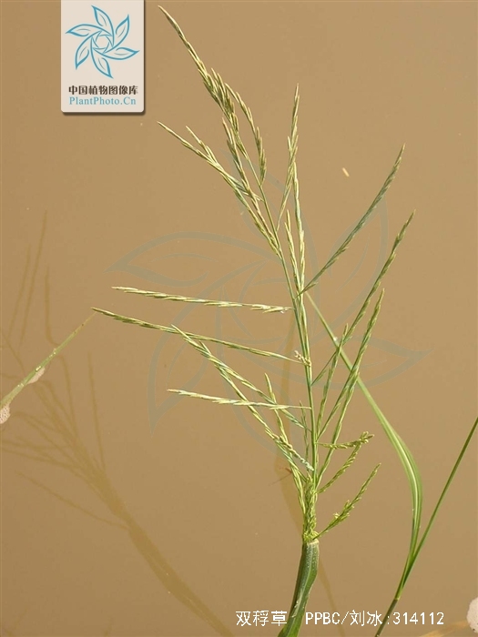  p>双稃草(学名: i>leptochloa fusca /i> (linnaeus) kunth)是禾本科