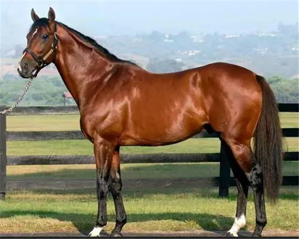  p data-id="gnx936uwl8">卡巴金马是在北高加索地区培育的一种山地马