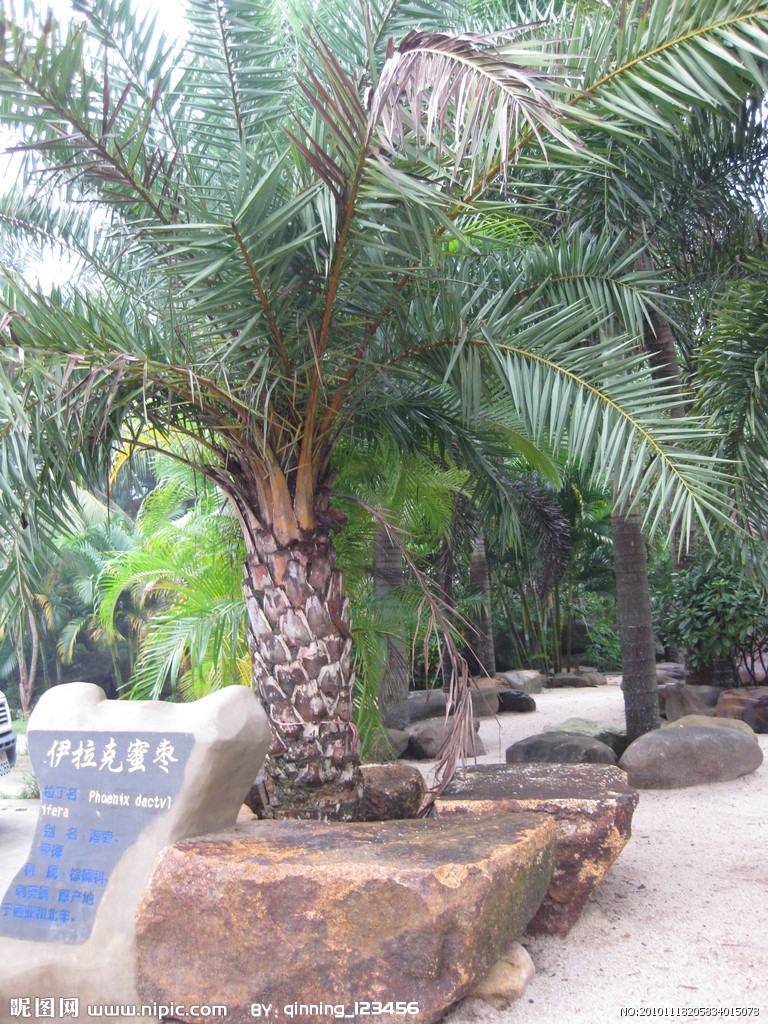  p>伊拉克蜜枣,棕榈科 a target="_blank" href="/item/刺葵属">刺葵