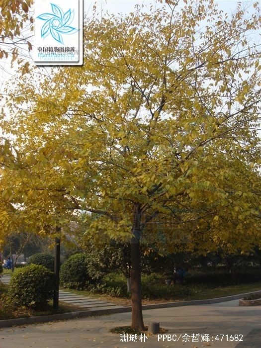  p>珊瑚朴(学名: i>celtis julianae  /i>schneid.