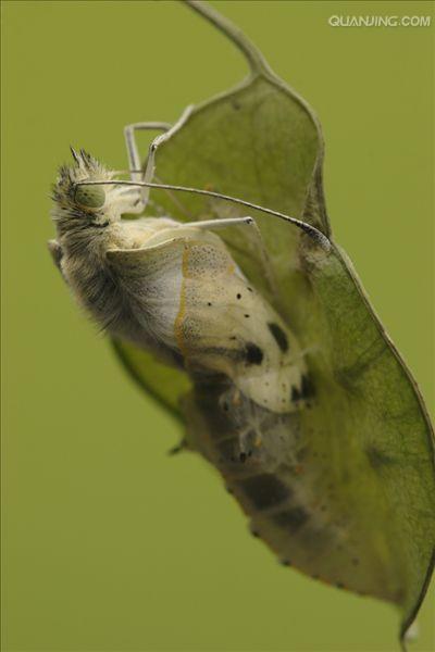  p>菜粉蝶,别名菜白蝶,幼虫又称菜青虫,是我国分布最普遍,危害最严重