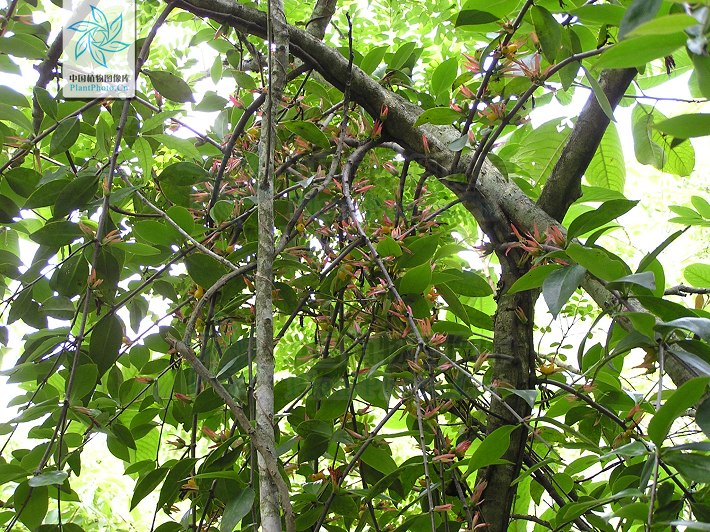  p> a href="#" data-lemmaid="1684673">黔桂大苞寄生 /a>, a href="