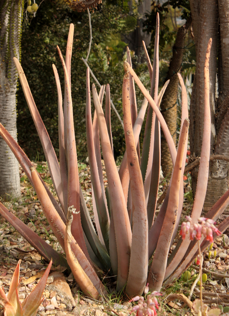  p>索赞芦荟( a target="_blank" href="/item/学名/8074290" data