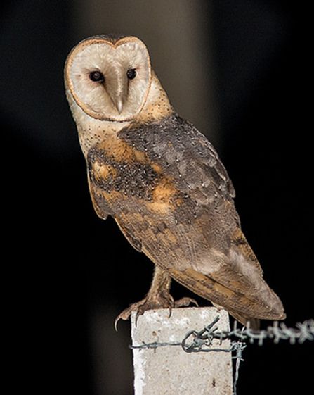  p>仓鸮古巴亚种(学名: i>tyto alba furcata /i>)是仓鸮的 a target=