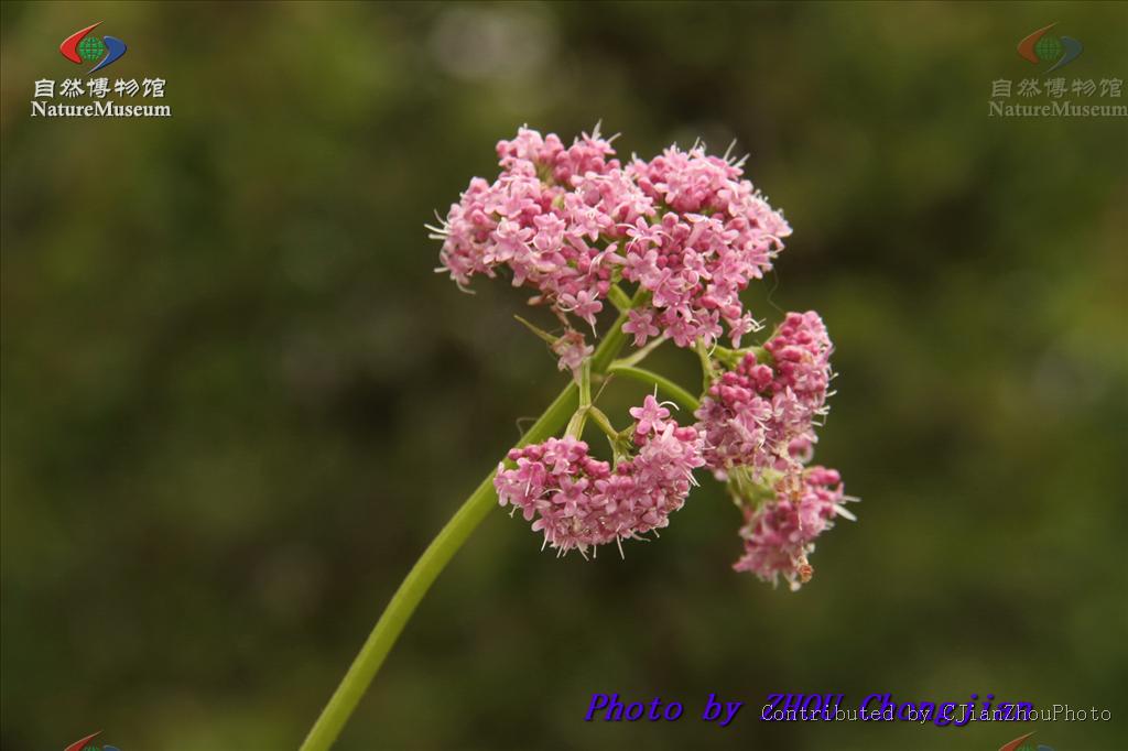  p>缬草(拉丁学名: i>valeriana officinalis /i> l.