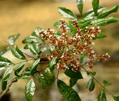  p>软荚红豆(学名: i>ormosia semicastrata /i> hance)是豆科,红豆属