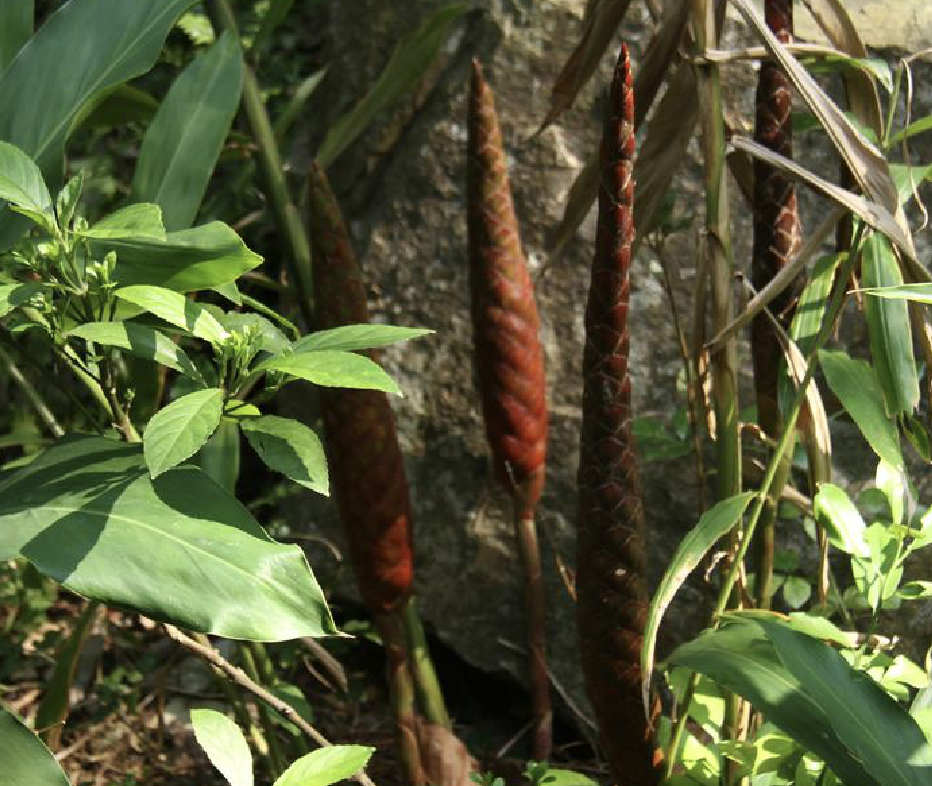  p>珊瑚姜(学名: i>zingiber corallinum /i> hance)是姜科姜属植物.