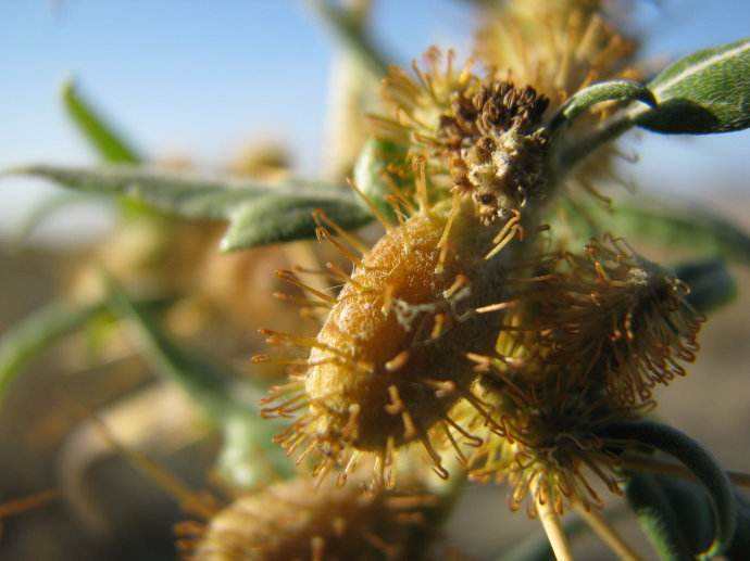  p>刺苍耳(学名: i>xanthium spinosum /i> linn.