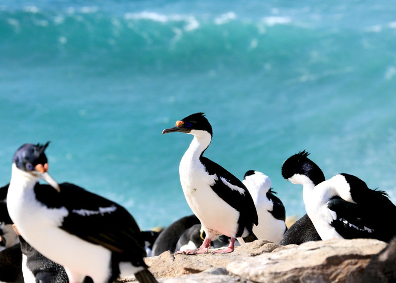 phalacrocorax atriceps