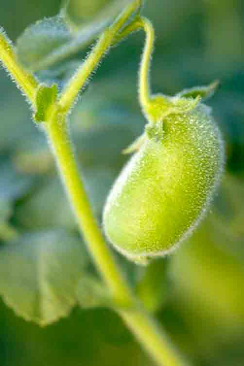 是豆科鹰嘴豆属植物.