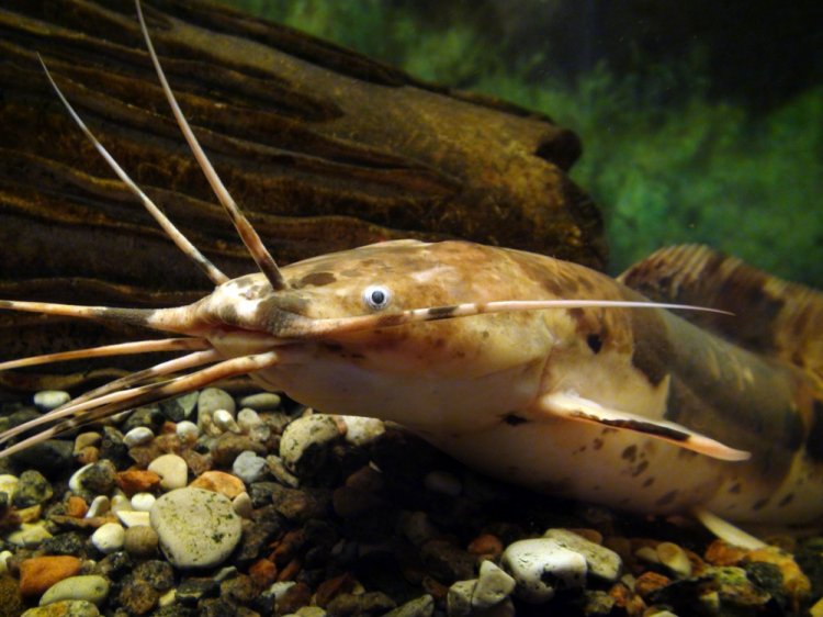  p>胡鲇(学名: i>clarias batrachus /i>)是胡子鲇科,胡鲇属鱼类.