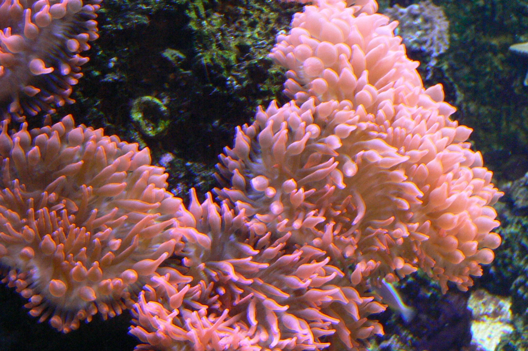  p>奶嘴海葵又称拳头海葵,学名樱蕾篷锥海葵,英文名:bulb anemone