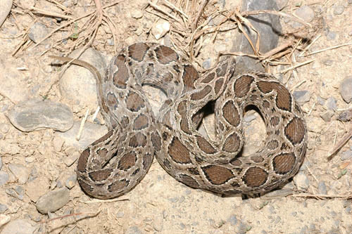  p>圆斑蝰(学名: i>daboia russelii siamensis /i>),又称百步金钱豹