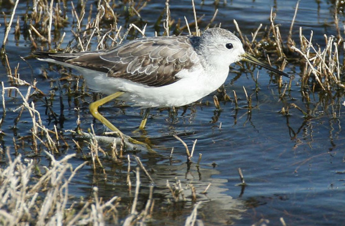 tringa stagnatilis