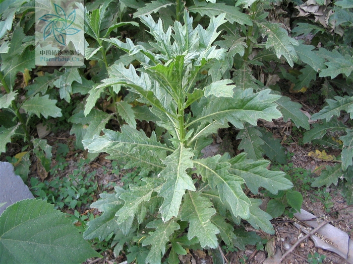  p> a href="#" data-lemmaid="4529351">野蓟 /a>多年生草本植物,高