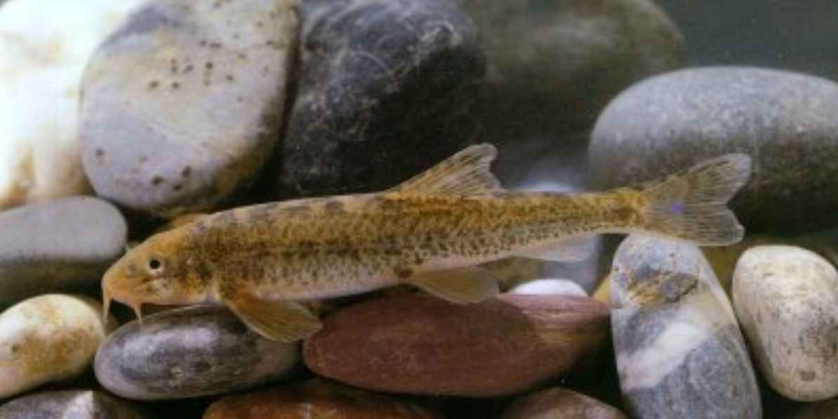  p>拟硬刺高原鳅, i>triplophysa pseudoscleroptera  /i>(s. q.