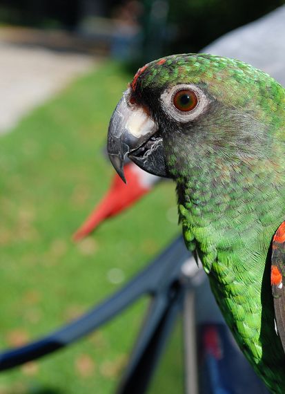  p>贾丁氏鹦鹉(学名: i>poicephalus gulielmi /i>) 在poicephalus属