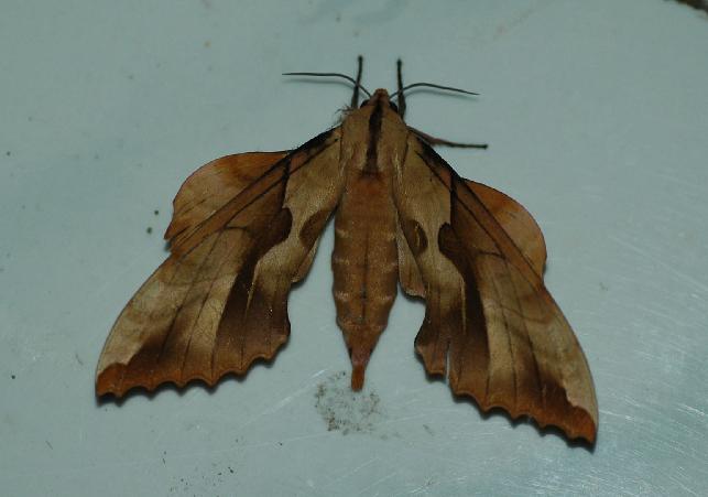  p>紫光盾天蛾( i>phyllosphingia dissimilis sine