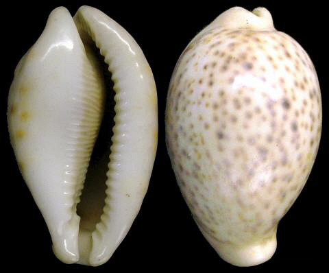 白花豹宝螺