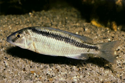  p>一线天使,成熟雄鱼全身呈深蓝色,磷框有成色点缀其中,体侧有一条斜