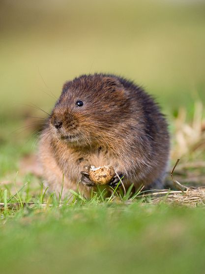  p>根田鼠(学名: i>microtus oeconomus /i>)体