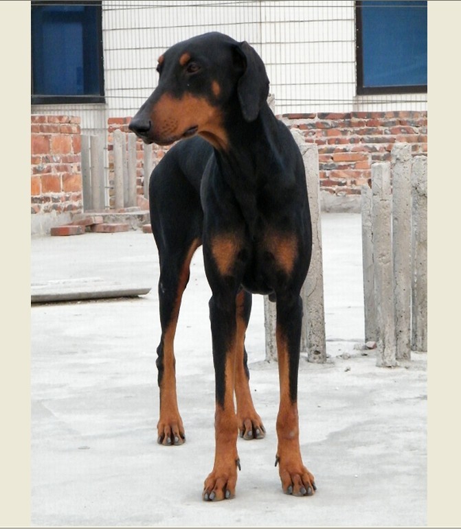  p>多伯曼平犬(doberman pinscher) 多伯曼平犬的