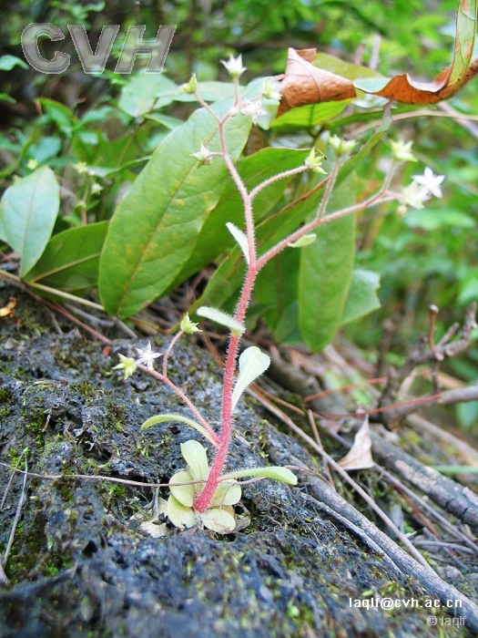  p>大叶火焰草(sedum drymarioides hance)是属于 a target="_blank"