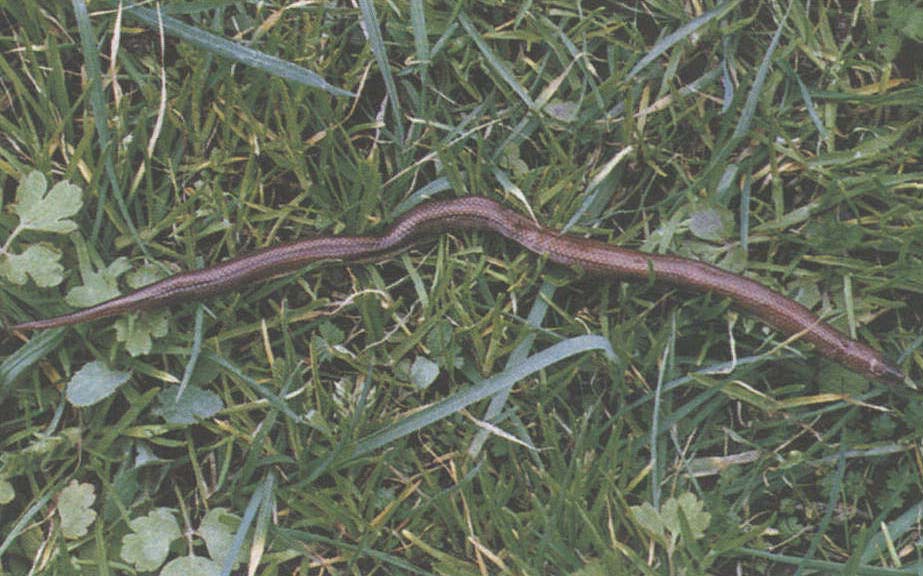  p>山坭蛇( i>trachischium monticola /i>&nbsp;(cantor,1839))