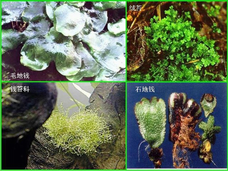  p>茎叶体具有维管束分化的植物体称为茎叶体.是叶状体的对应词. /p>