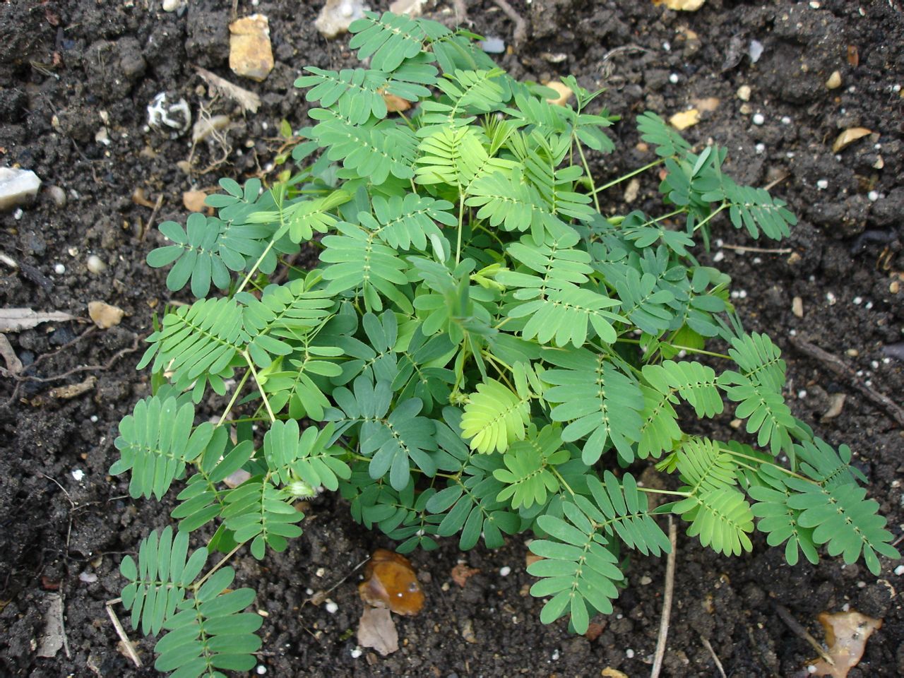  p>含羞草(学名: i>mimosa pudica /i> linn.