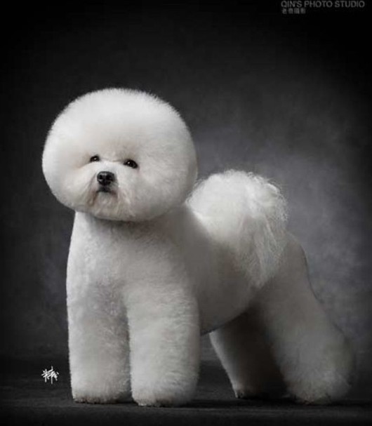 比熊犬