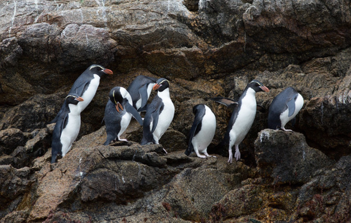 snares islands penguin